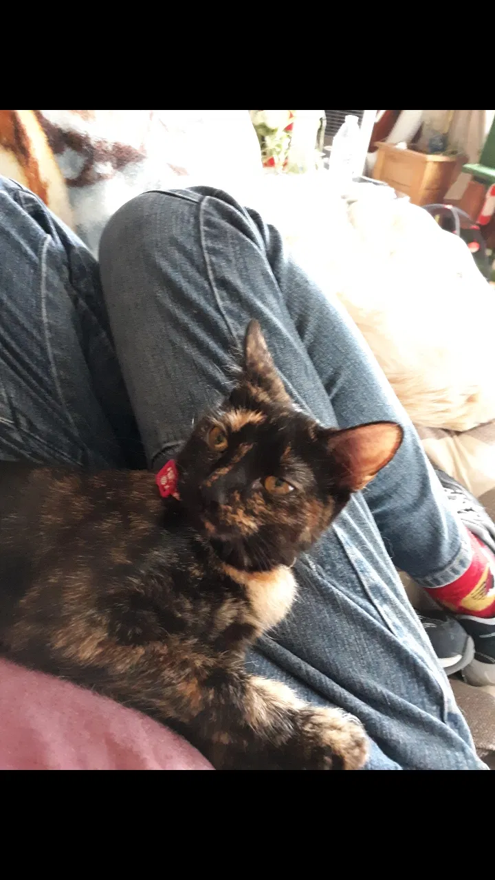 Lost cat in Avella, PA, 15312