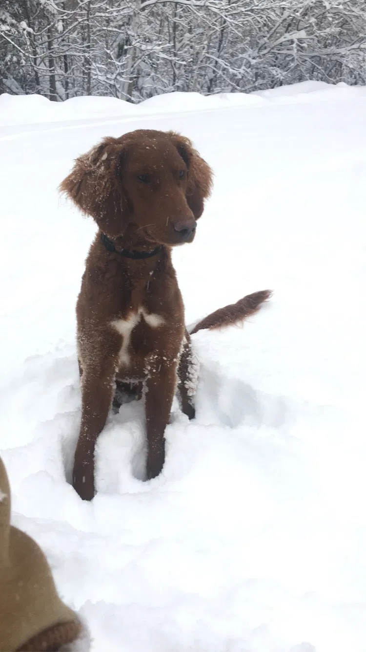 Lost dog in Ogema, WI, 54459