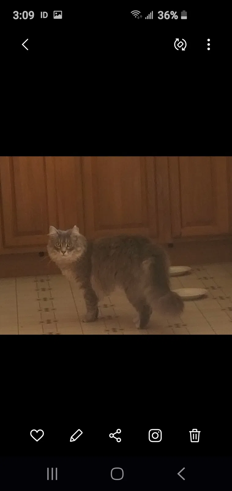 Lost cat in Jefferson City, TN, 37760