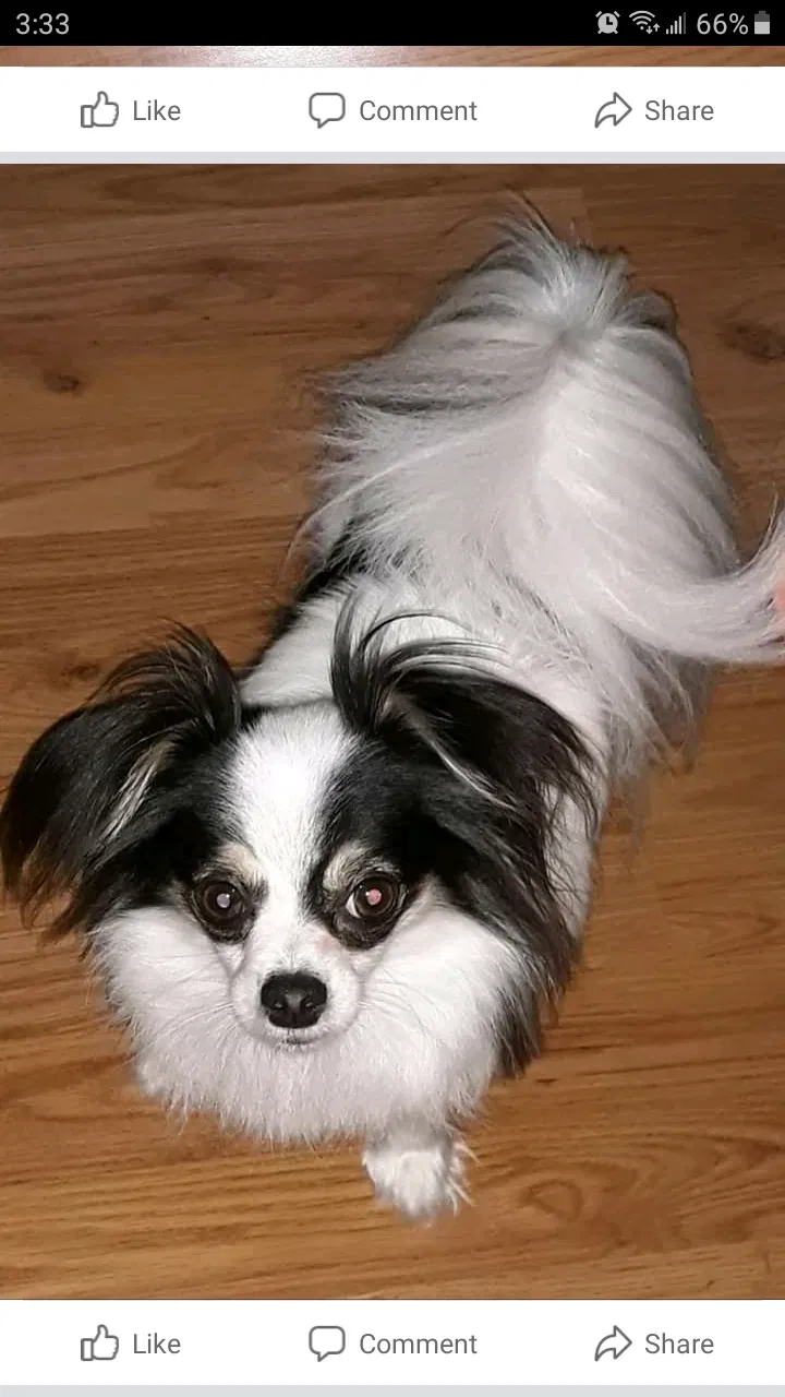 Lost dog in Lakeland, FL, 33801