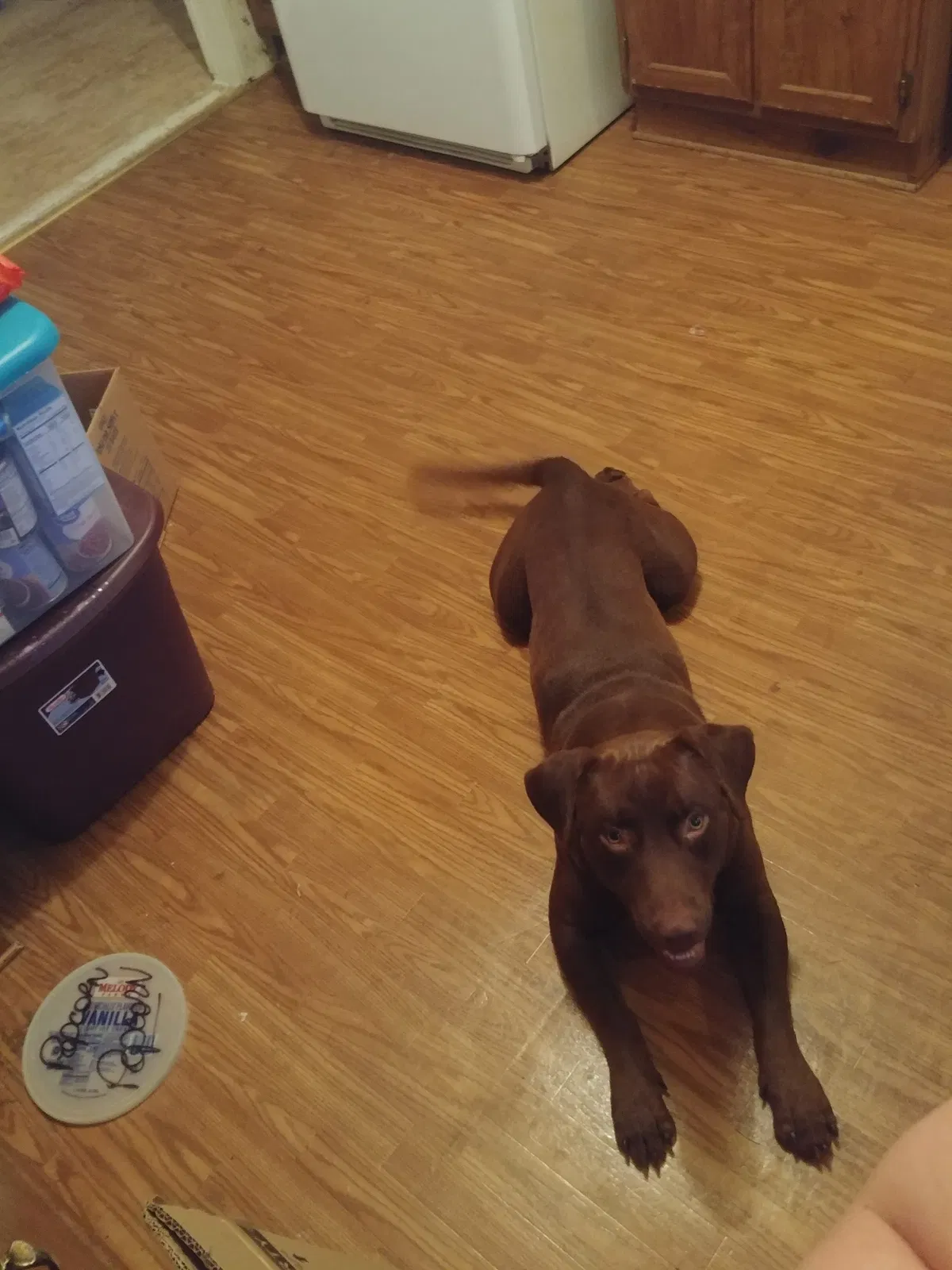 Lost dog in Bartow, FL, 33830