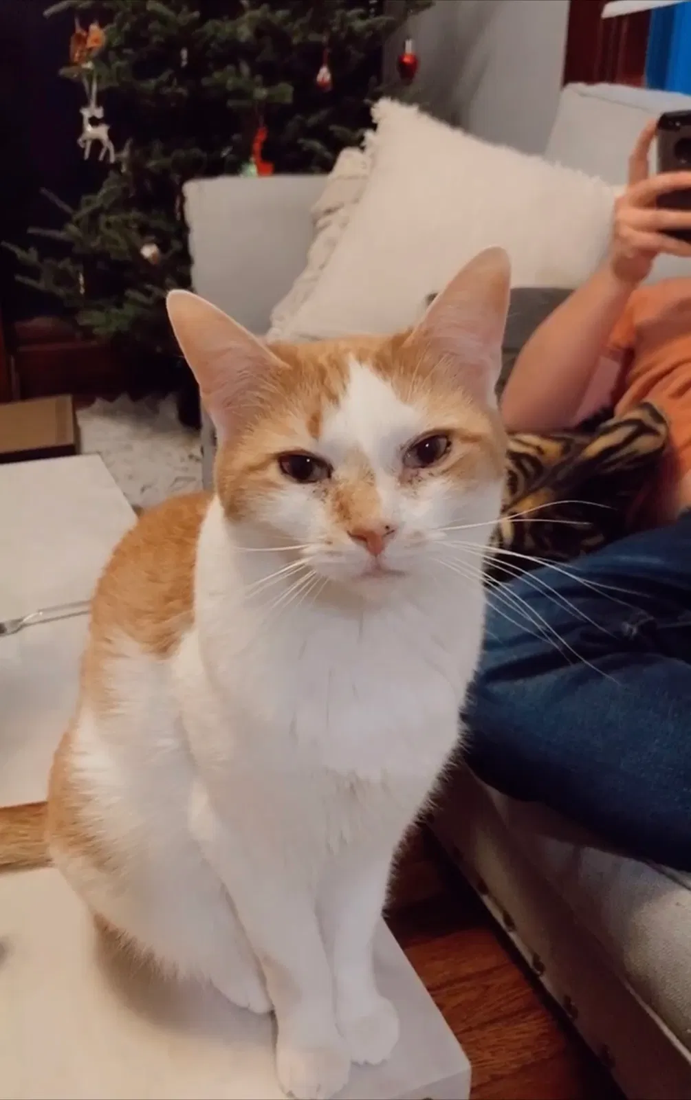 Lost cat in Columbus, OH, 43205
