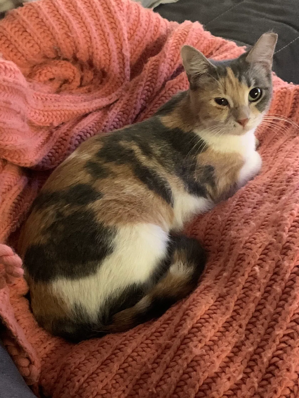 Lost cat in San Antonio, TX, 78209