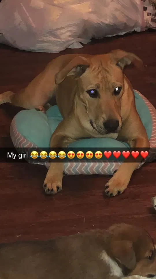 Lost dog in Lowell, AR, 72745