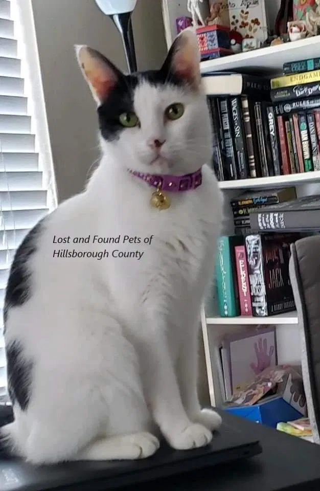Lost cat in Sun City Center, FL, 33573