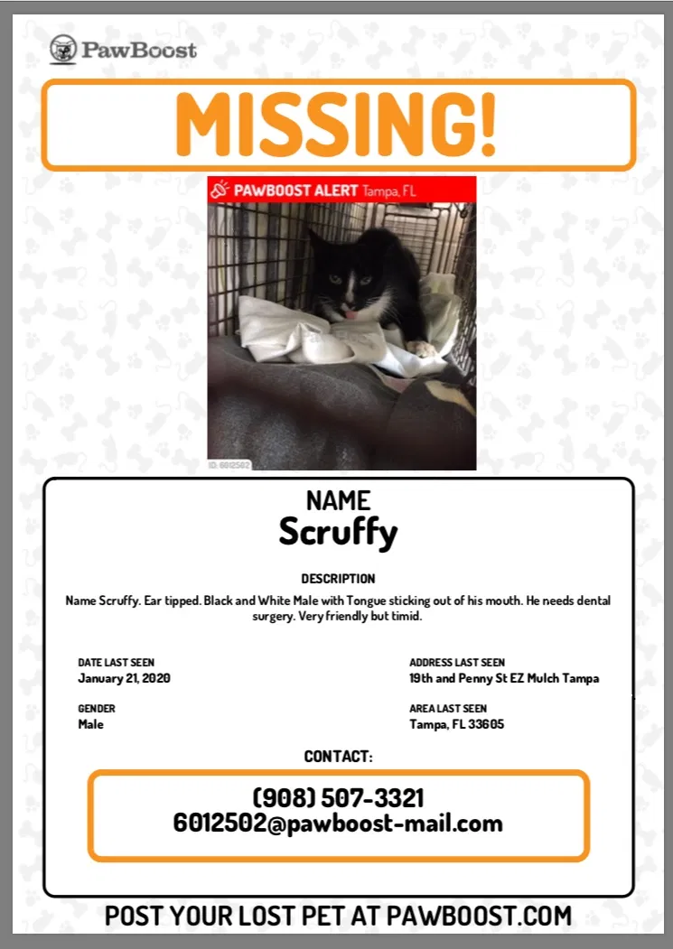 Lost cat in Unknown, FL, 336905