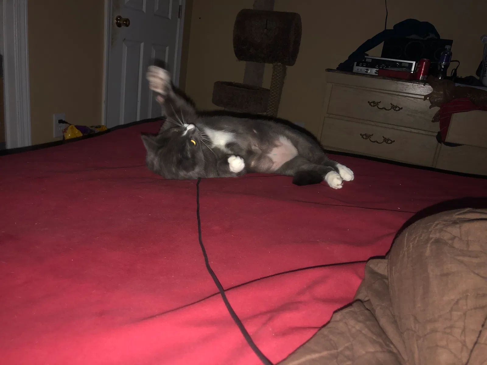 Lost cat in Hiram, GA, 30141