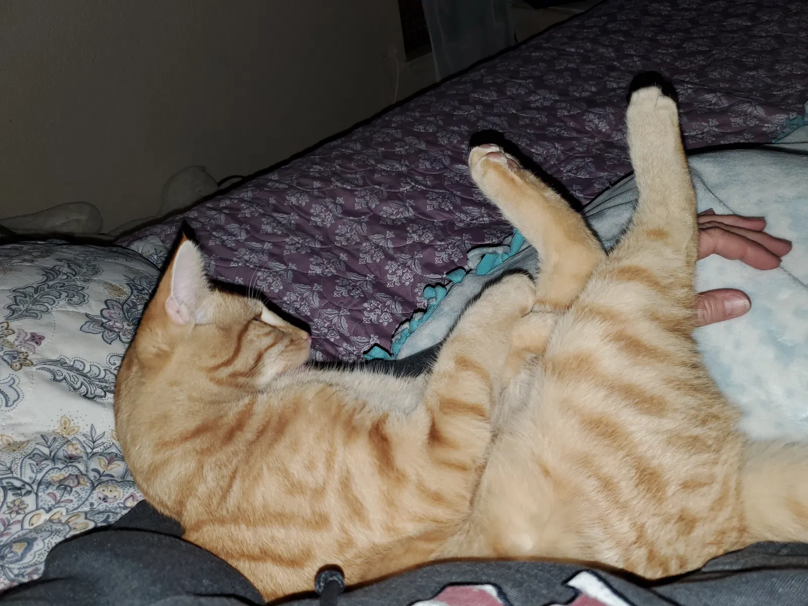 Lost cat in Bakersfield, CA, 93314