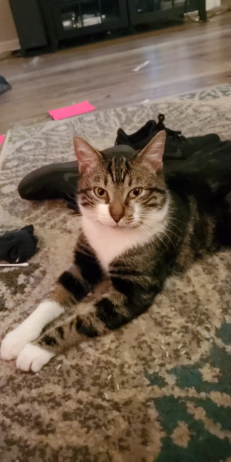 Lost cat in Knoxville, TN, 37923