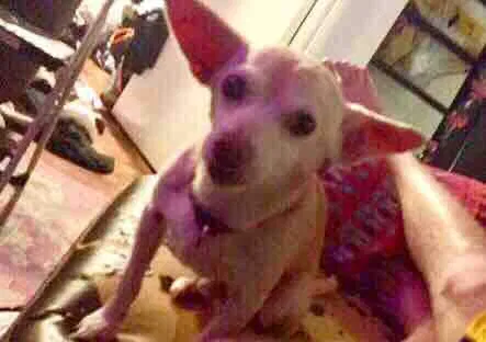 Lost dog in Oakland, CA, 94619