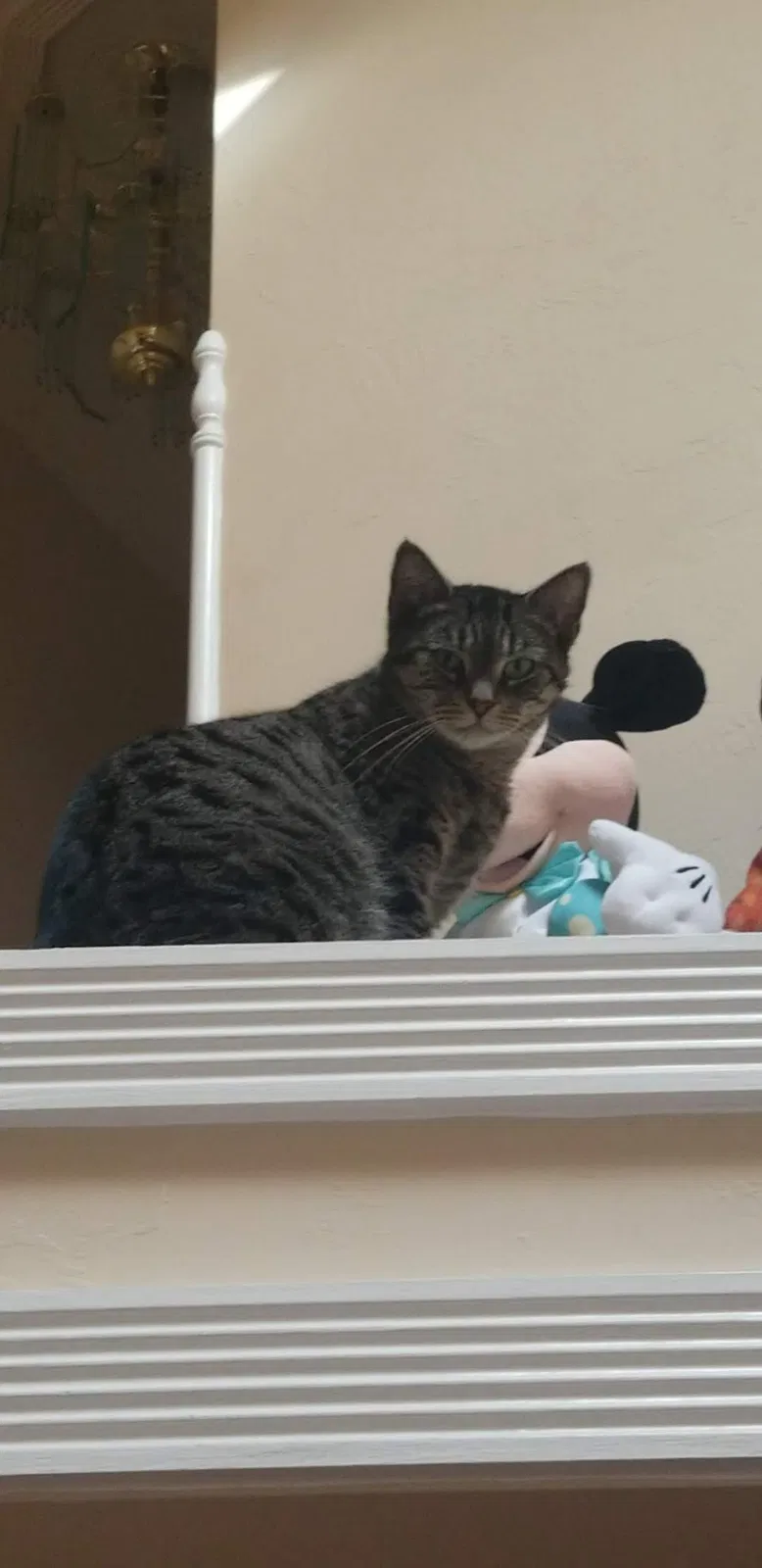 Lost cat in Cape Coral, FL, 33914