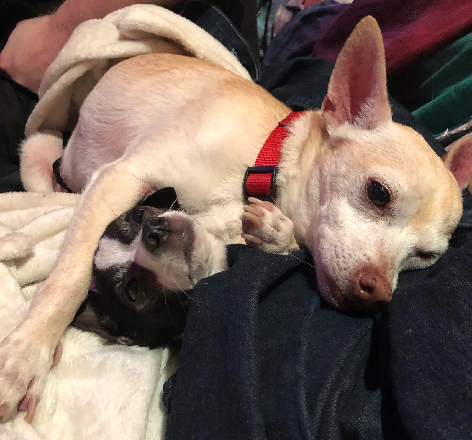 Lost dog in Oakland, CA, 94602
