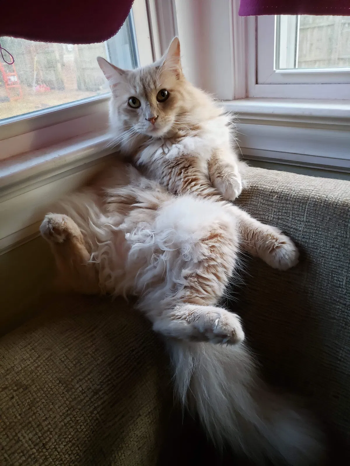 Lost cat in Portsmouth, VA, 23702