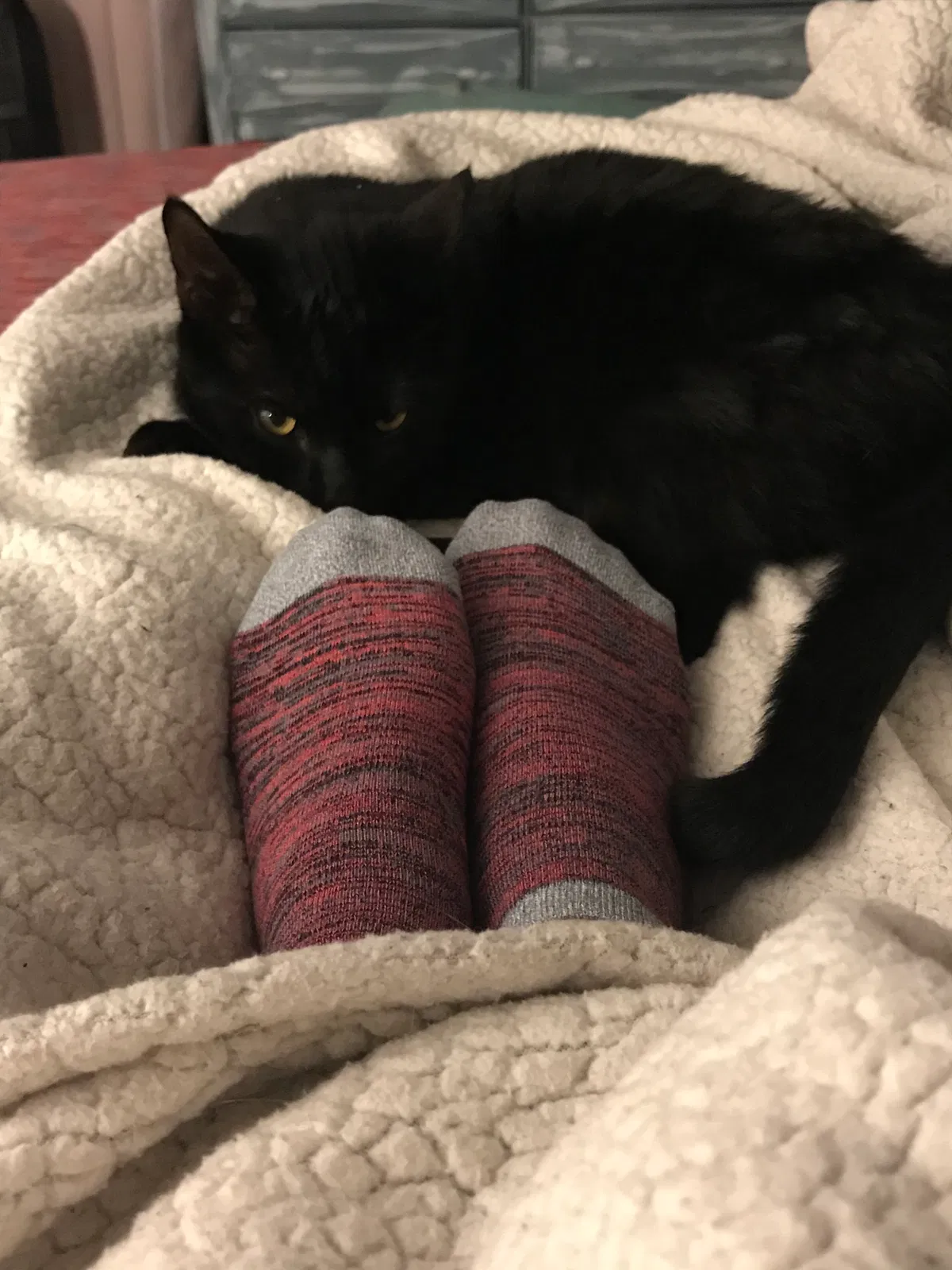 Lost cat in Leland, NC, 28451