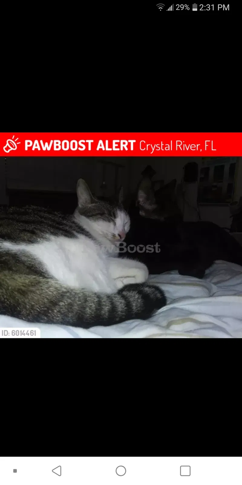 Lost cat in Crystal River, FL, 34428