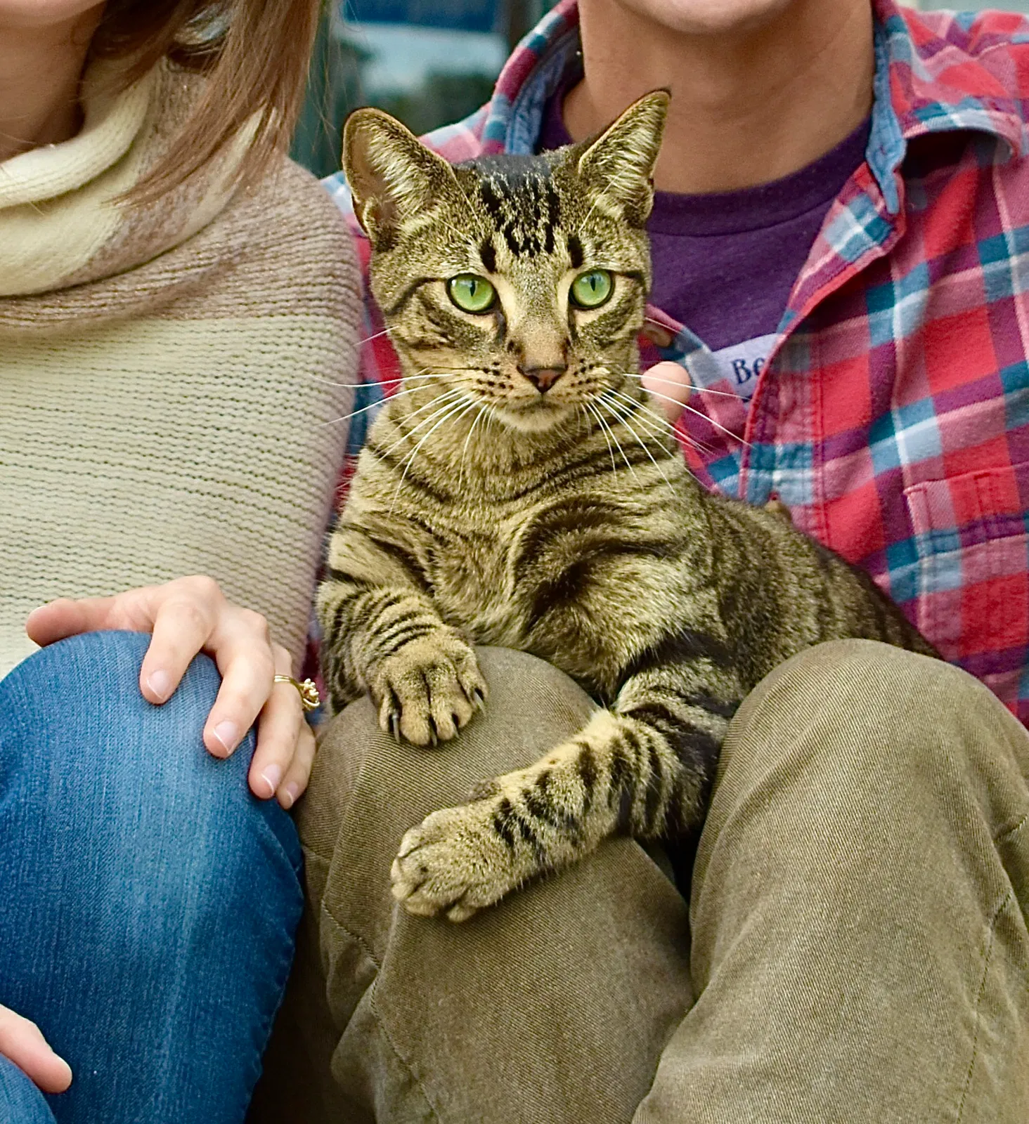 Lost cat in Chalmette, LA, 70043