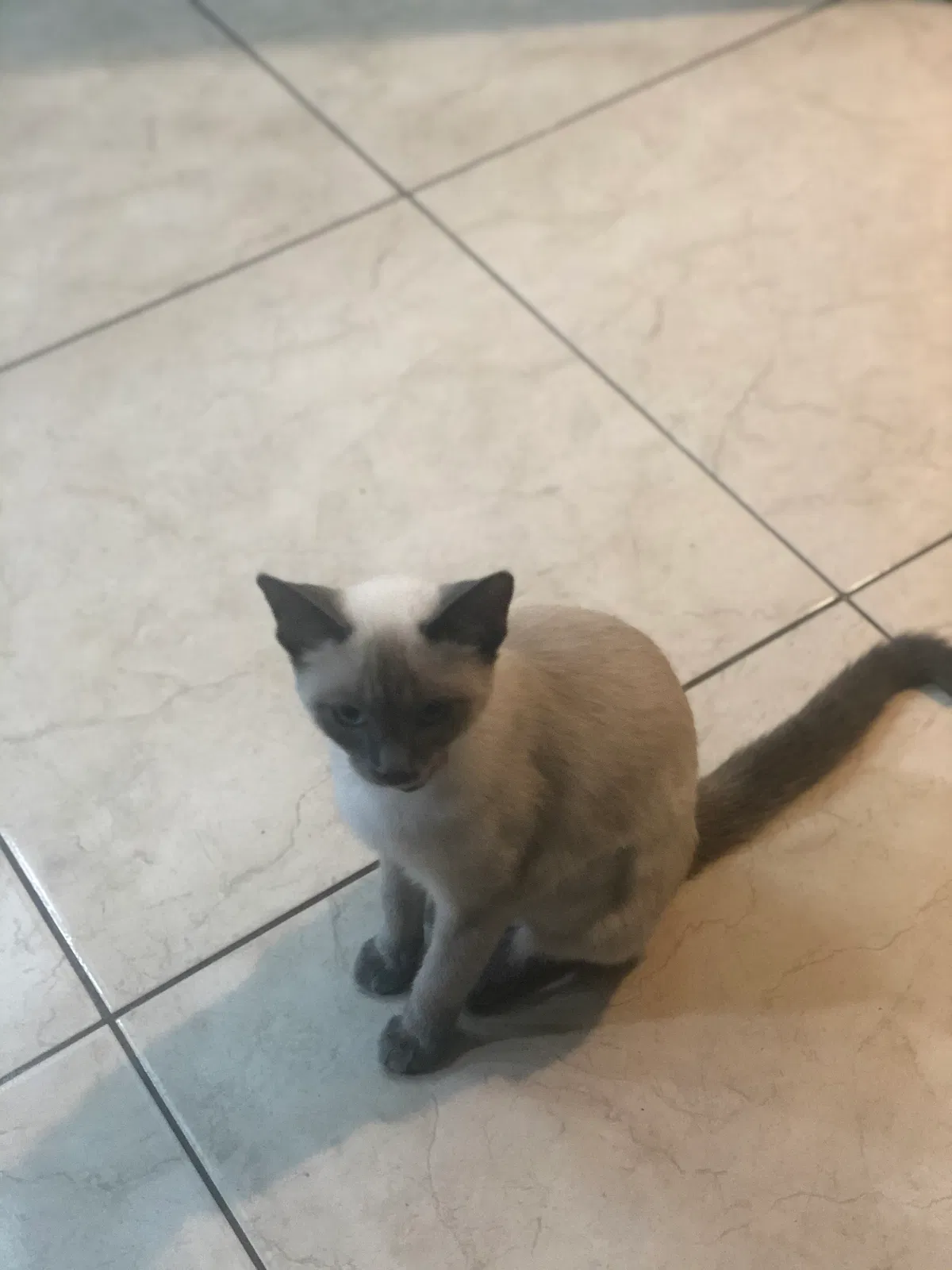 Lost cat in Mission, TX, 78573