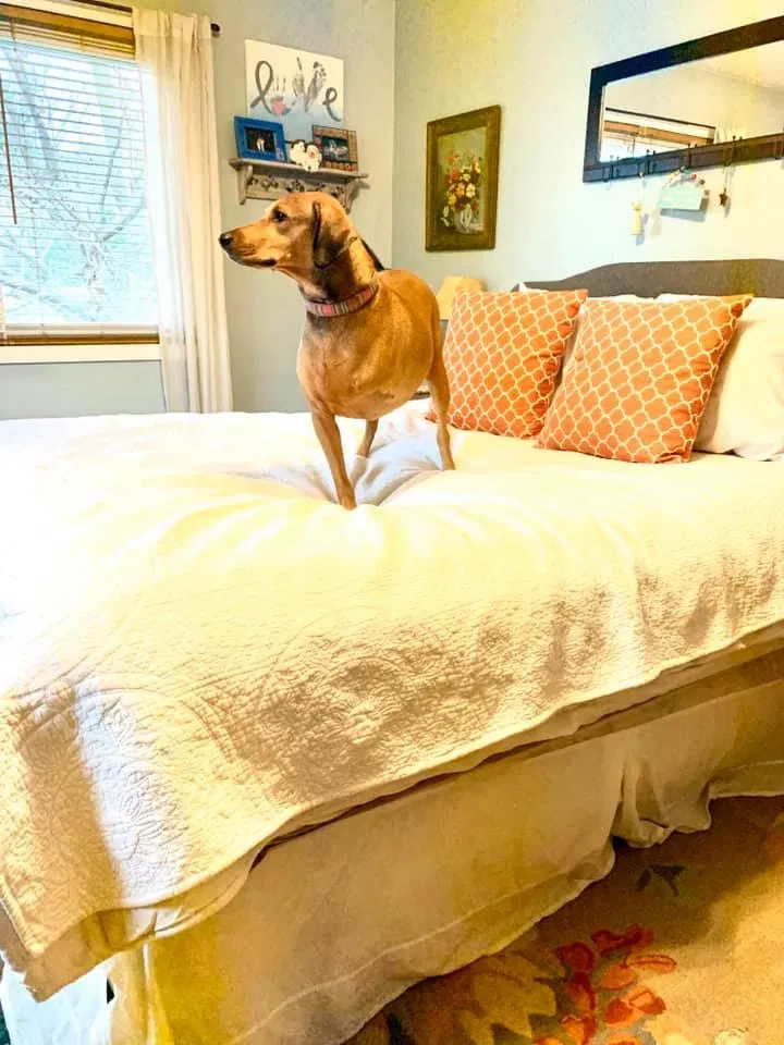 Lost dog in Walworth, WI, 53184
