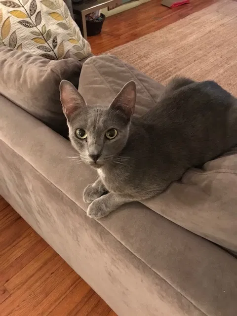 Lost cat in Fort Lauderdale, FL, 33315
