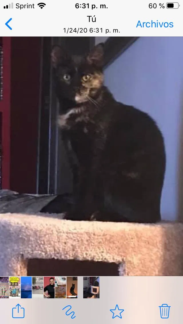 Lost cat in Wichita Falls, TX, 76308