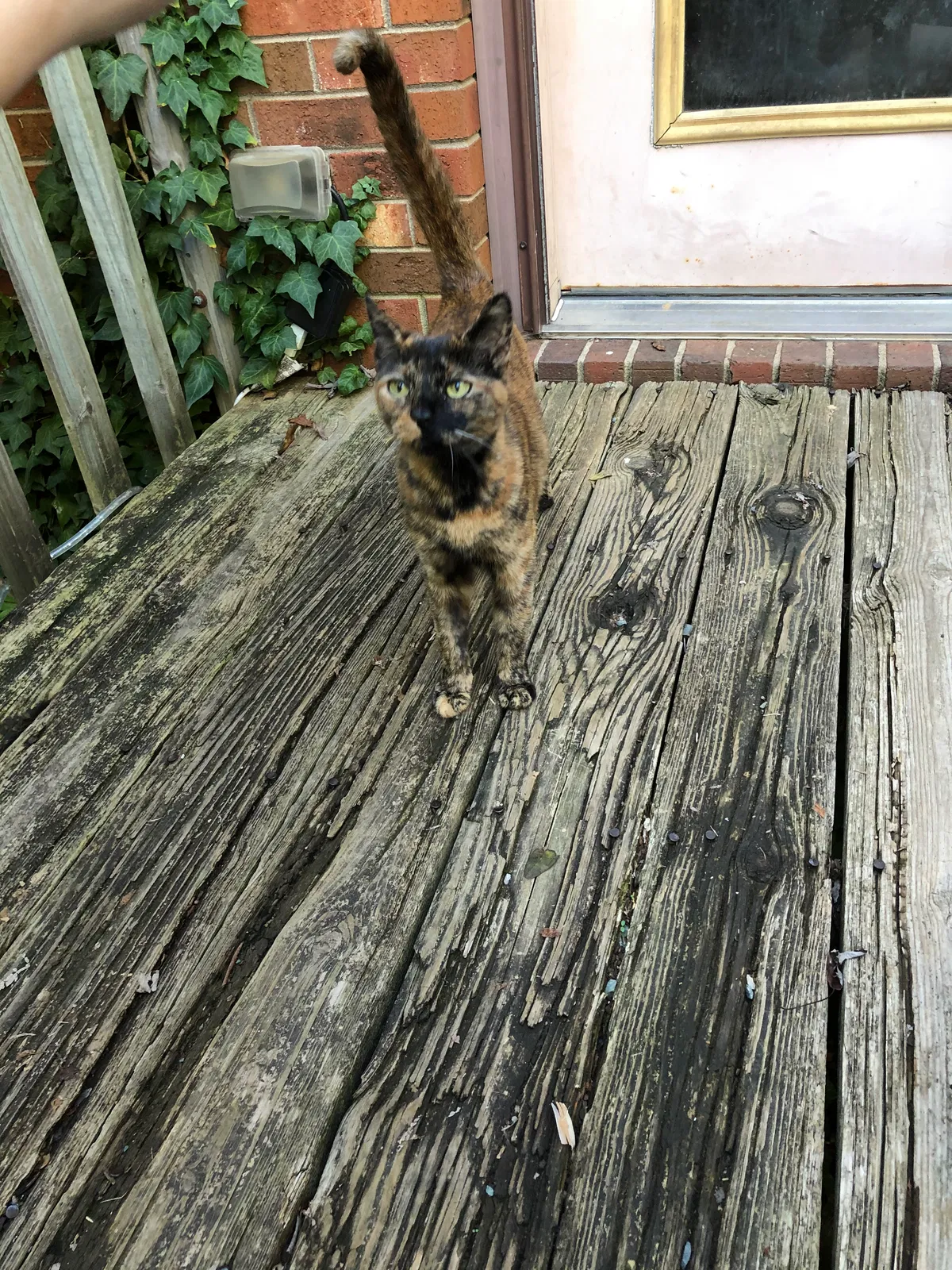 Lost cat in Monroe, NC, 28110