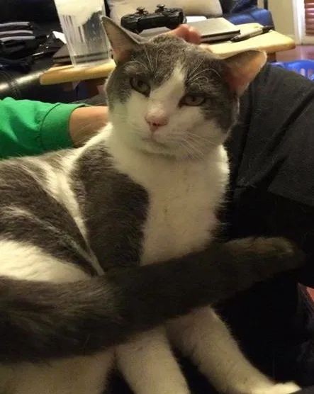 Lost cat in Camas, WA, 98607