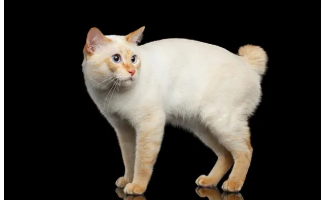 Lost cat in Vancouver, WA, 98660