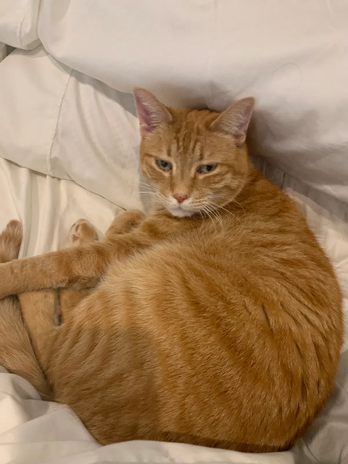 Lost cat in Fort Worth, TX, 76132