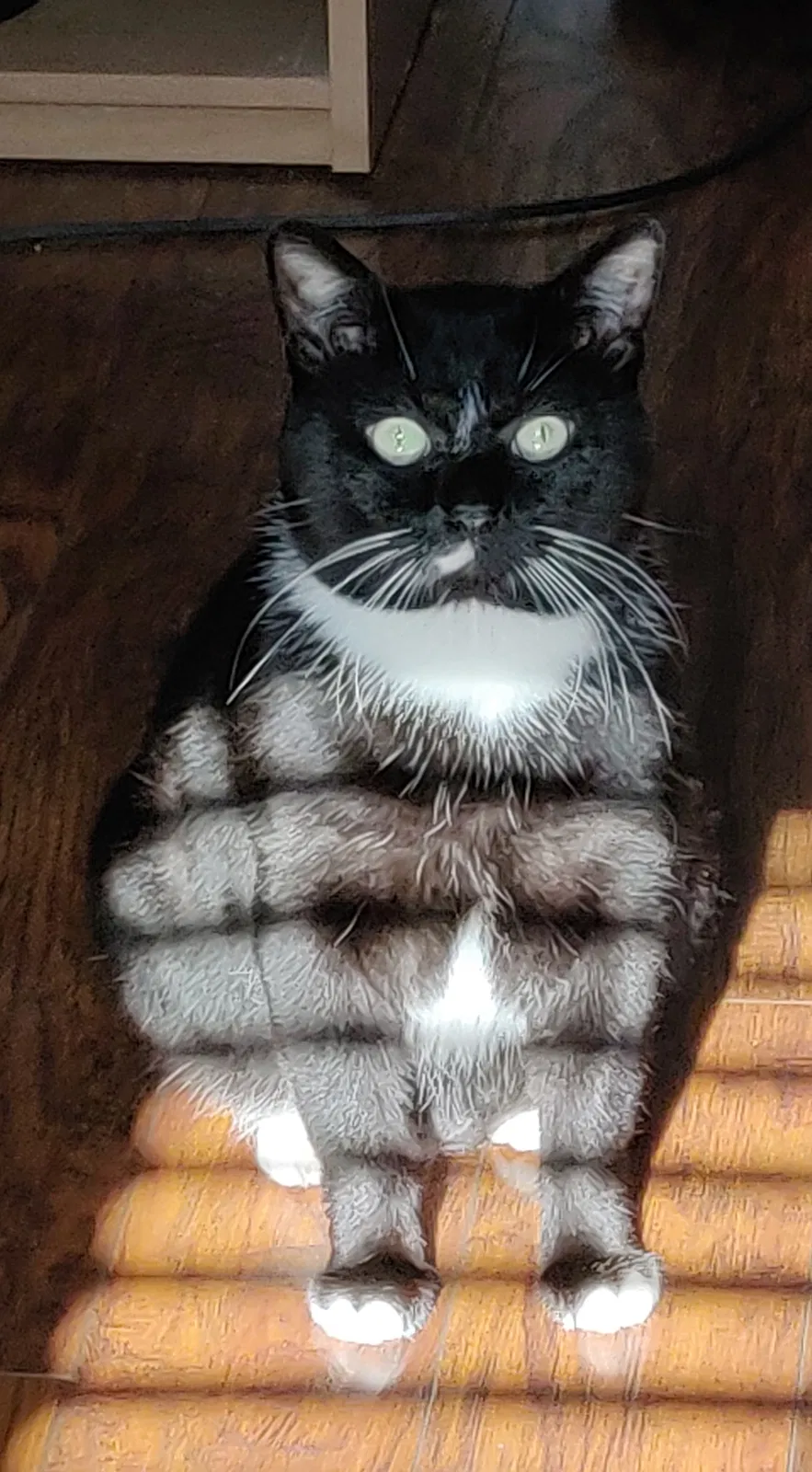 Lost cat in Knoxville, TN, 37912