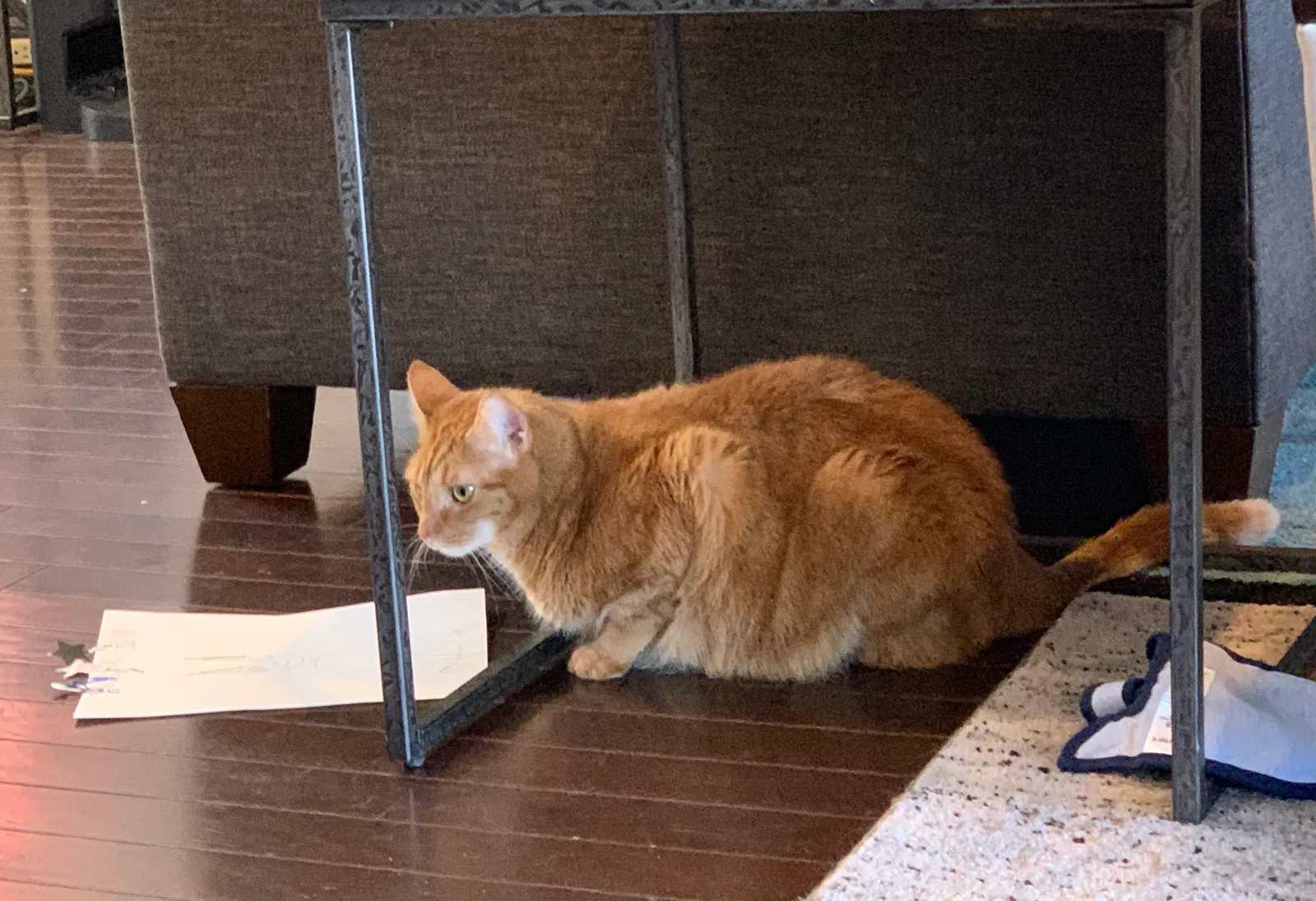Lost cat in Huntsville, AL, 35803