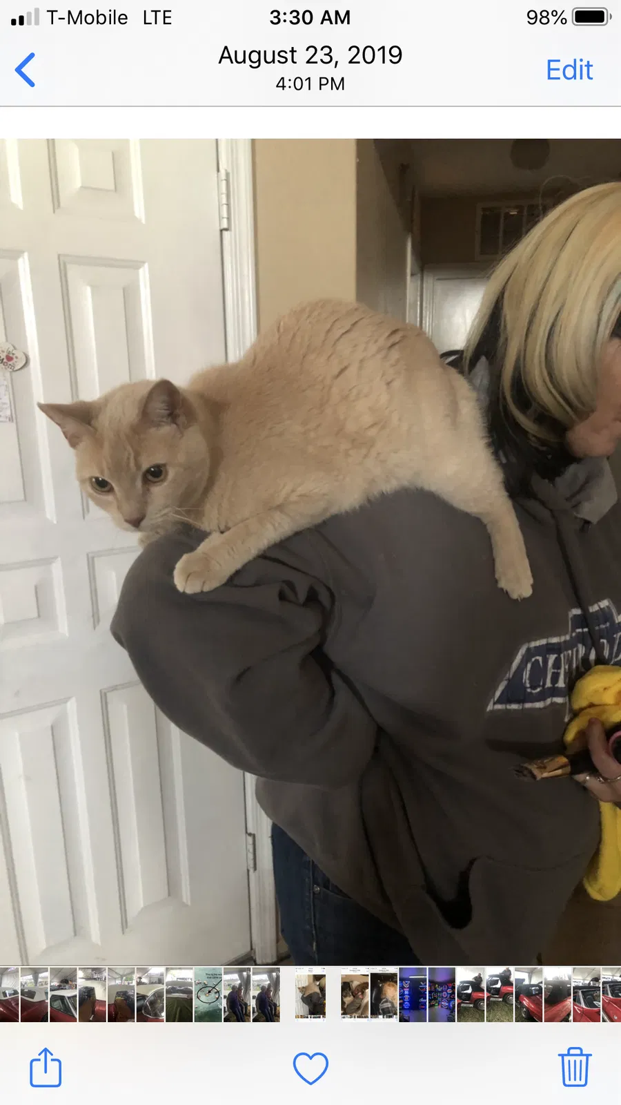 Lost cat in Peoria, AZ, 85345