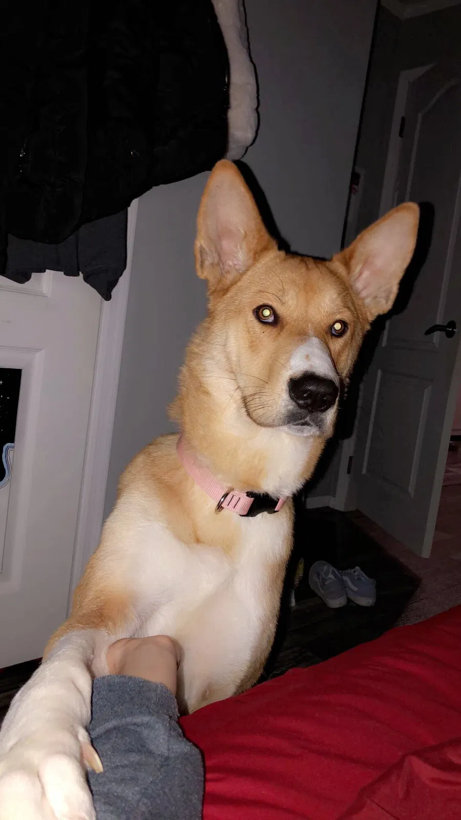 Lost dog in Middlebury, IN, 46540