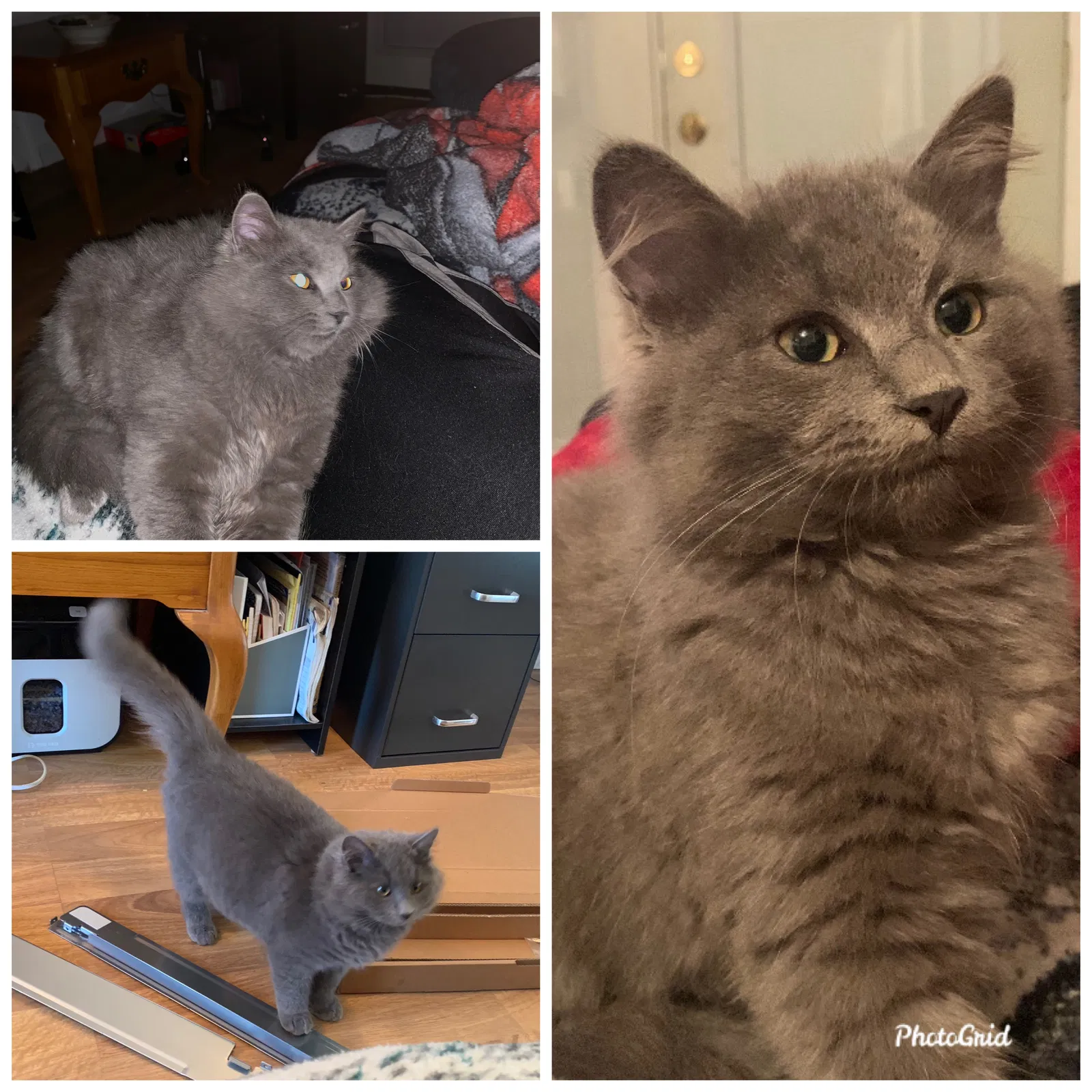 Lost cat in Rome, GA, 30165