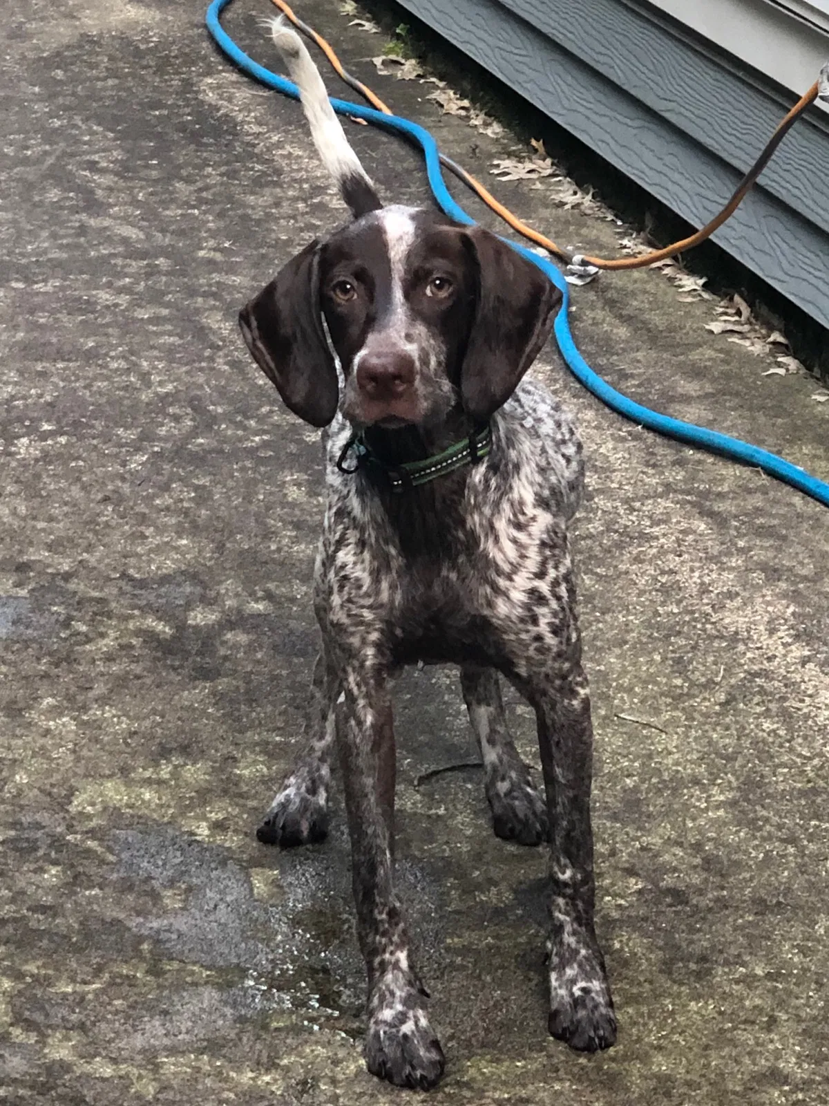 Lost dog in Elk River, MN, 55330