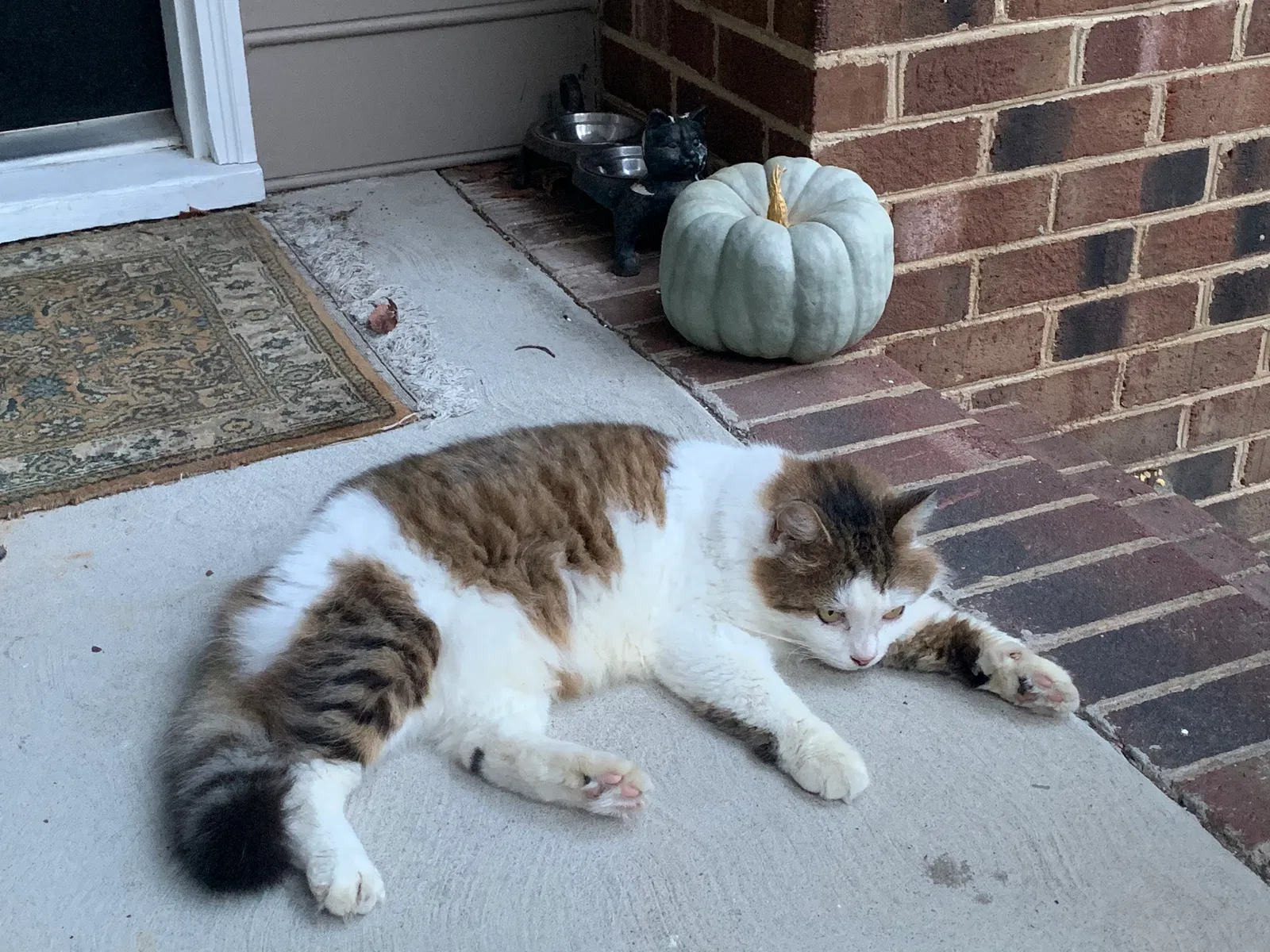 Lost cat in Richmond, VA, 23235