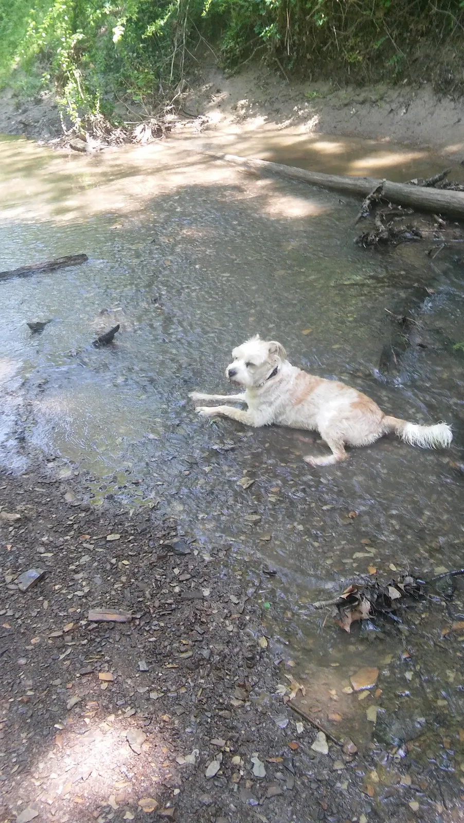 Lost dog in Tulsa, OK, 74137