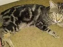 Lost cat in West Monroe, LA, 71292