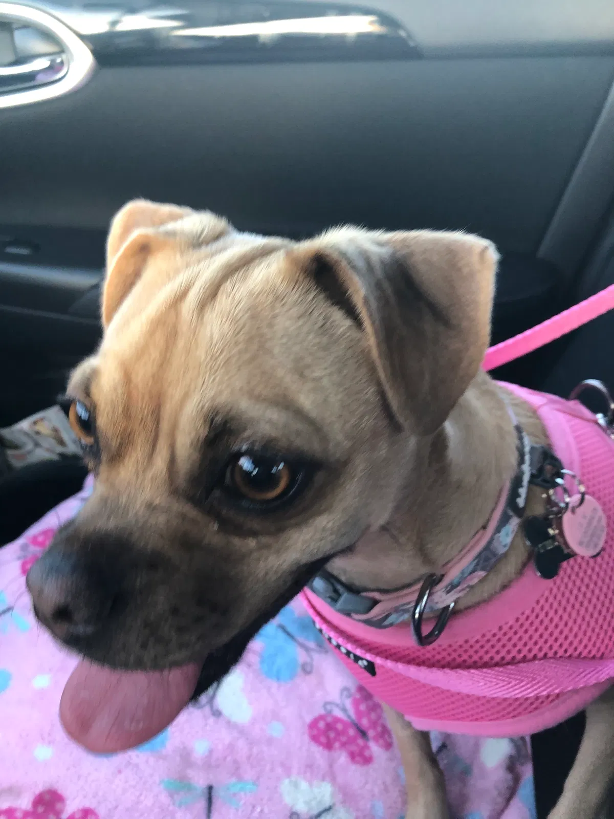 Lost dog in Huntington Beach, CA, 92647