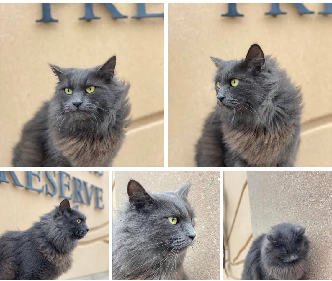 Lost cat in Henrico, VA, 23233