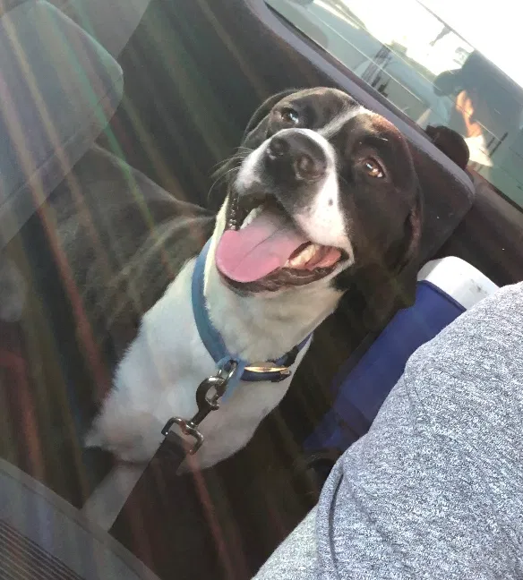 Lost dog in Phoenix, AZ, 85017