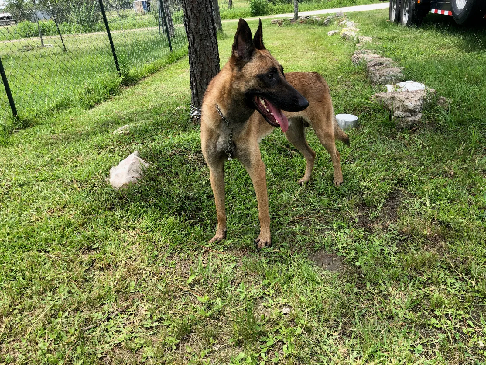 Lost dog in Pasadena, TX, 77502