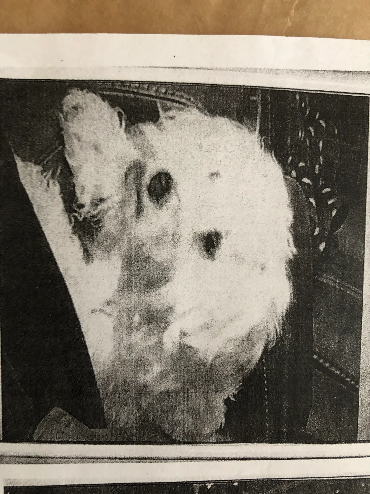 Lost dog in Kernersville, NC, 27284