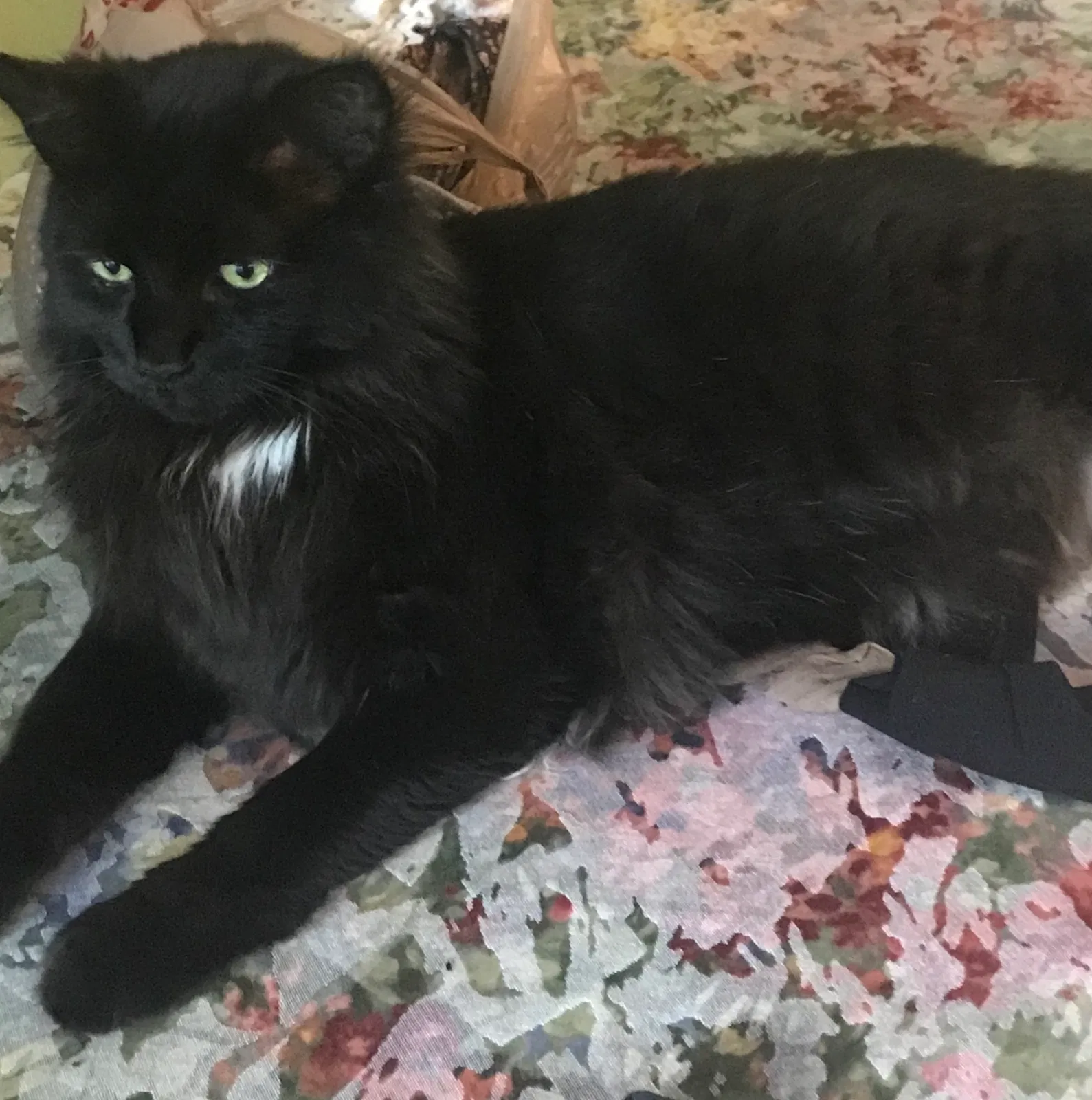 Lost cat in Asheville, NC, 28805