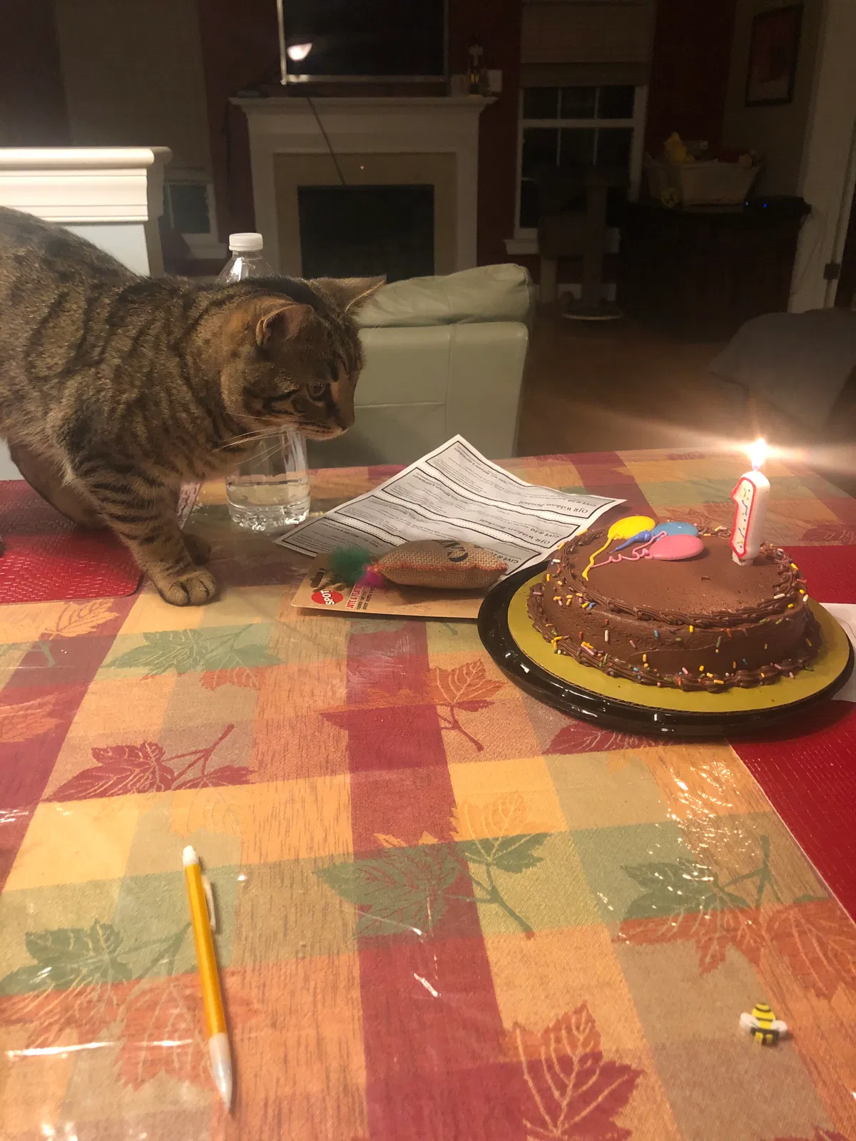 Lost cat in Pottstown, PA, 19465