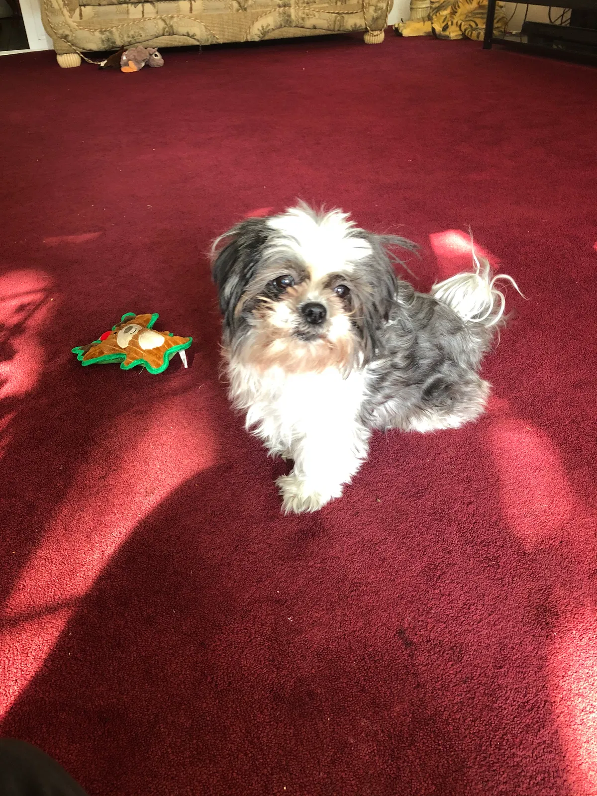 Lost dog in West Covina, CA, 91792