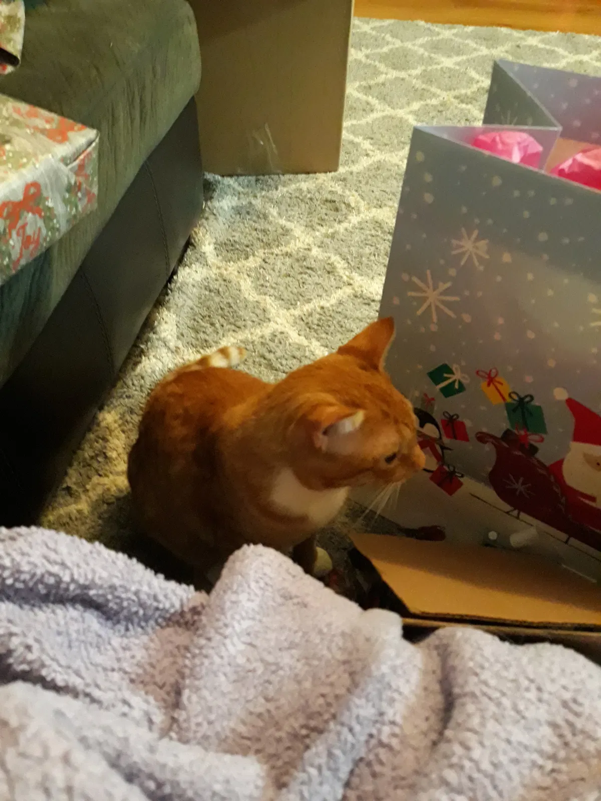 Lost cat in Summerville, SC, 29483