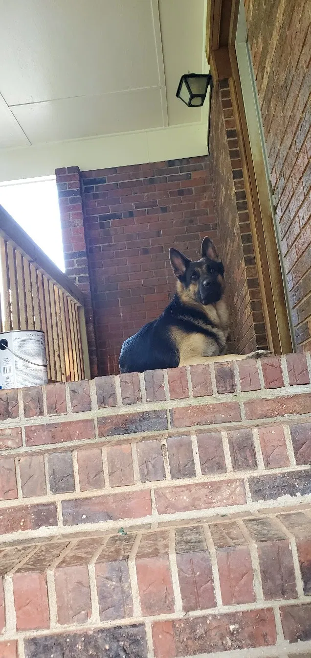 Lost dog in Bogart, GA, 30622