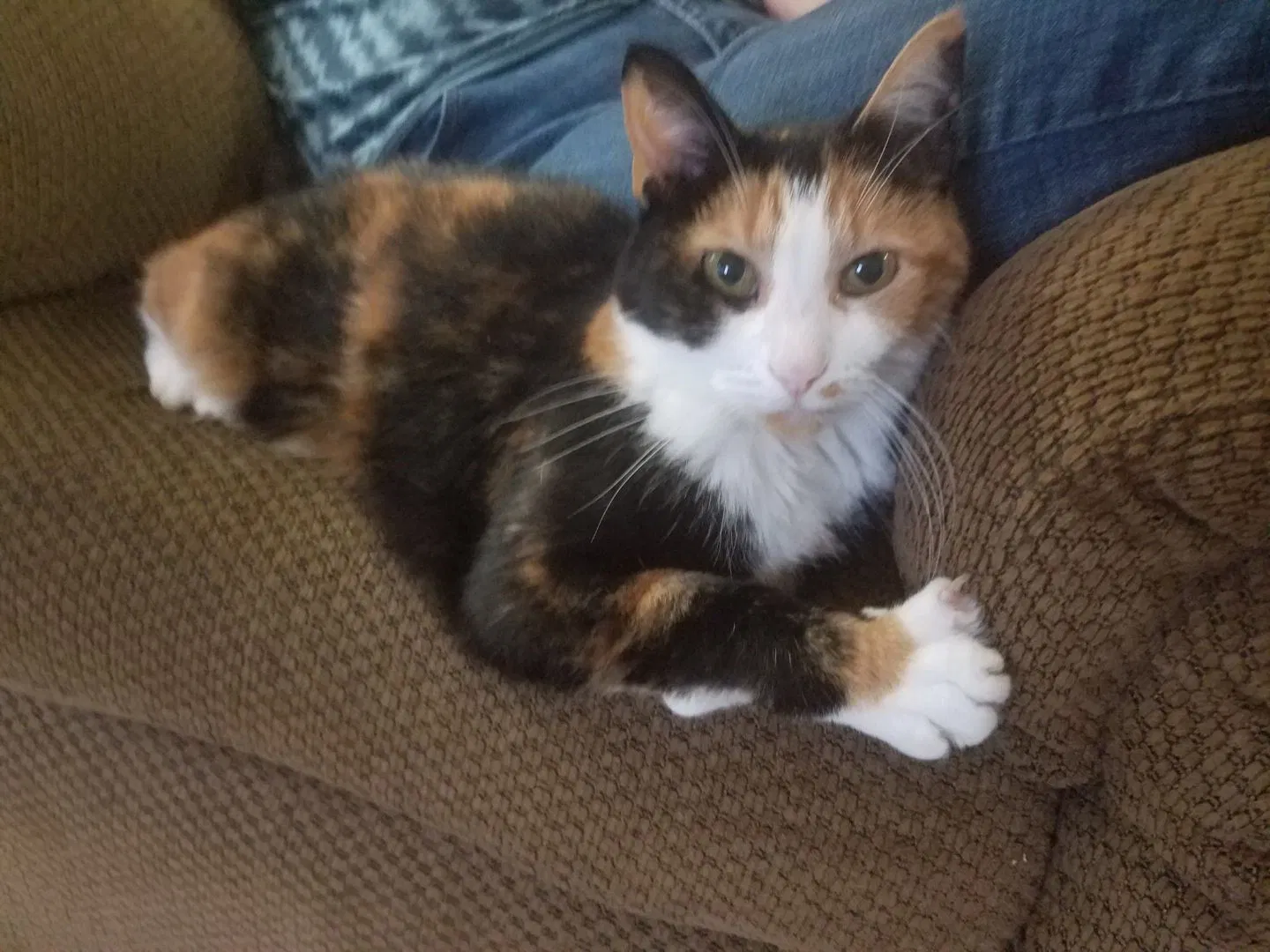 Lost cat in Milford, OH, 45150