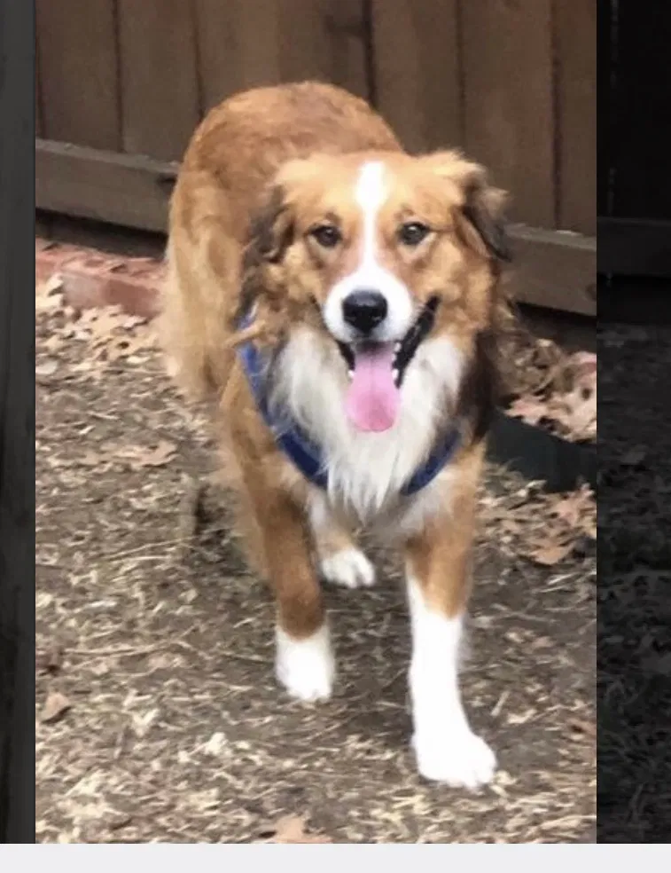 Lost dog in Reno, NV, 89509