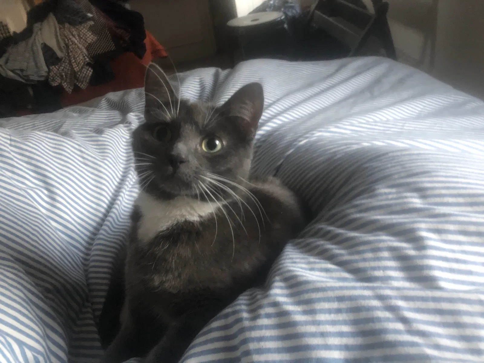 Lost cat in Philadelphia, PA, 19130